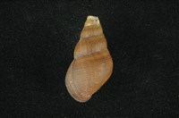 藏品(川蜷)的圖片